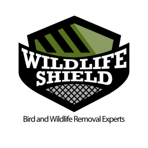 wildlife removal toronto