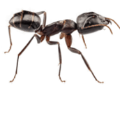 carpenter ant control