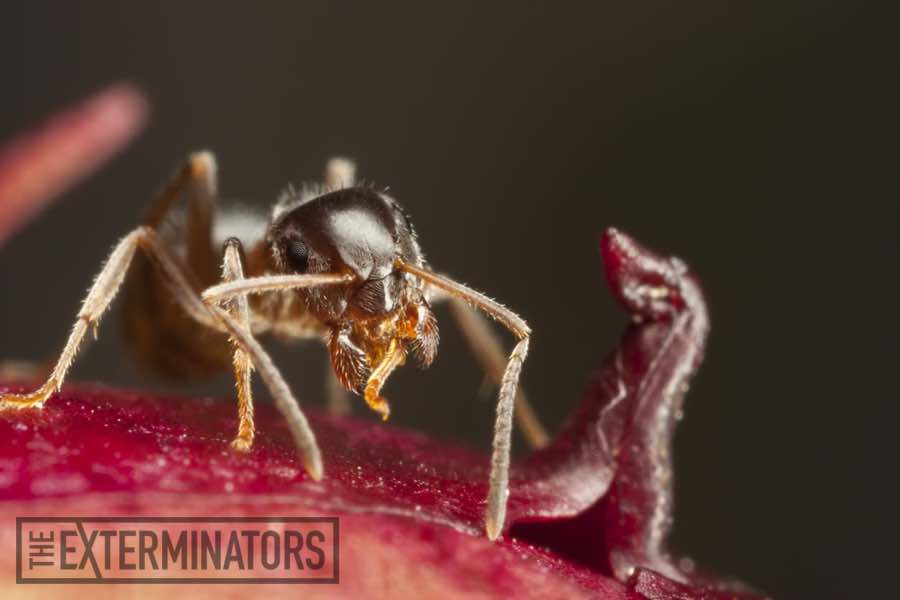 Really Small Ants In House Pharaoh Ants The