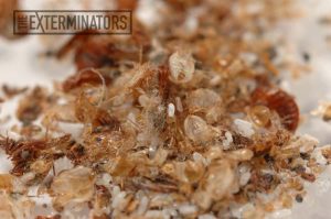 Bed Bug Exterminator Toronto - Bed Bug Control Solutions