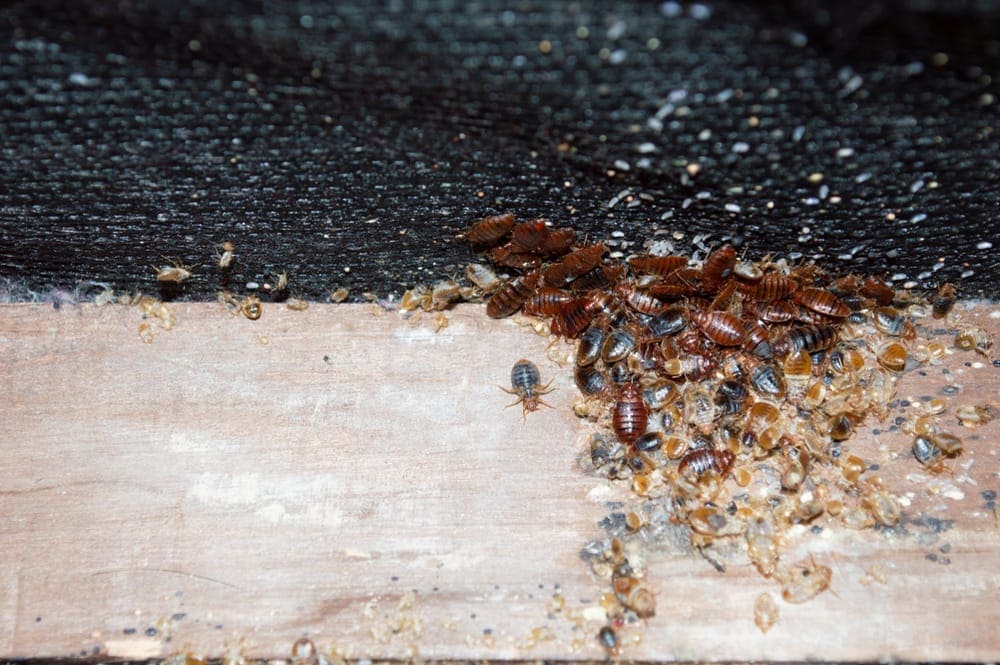 Cimex lectularius or bedbugs infest a wooden bed frame in city centre apartment building