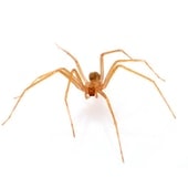 BROWN RECLUSE SPIDER