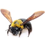 carpenter bees