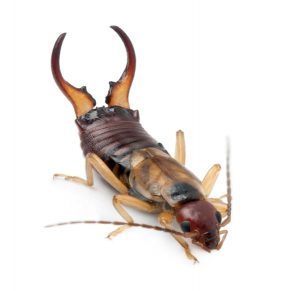 earwig control 