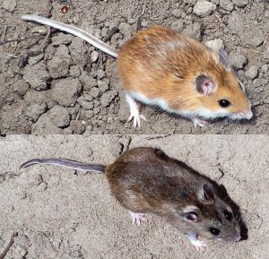 house mouse  vs deer mouse