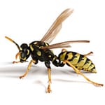 paper wasps