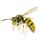 yellow jackets 