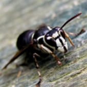 bald faced hornet removal