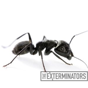 carpenter ant