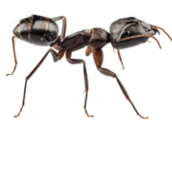 Home Remedies and Carpenter Ants, Do They Really Work?