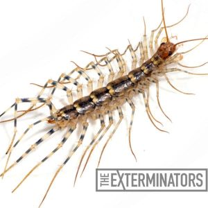 centipede control