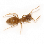 citronella ants