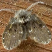 drain fly