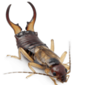 earwig control