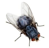 house fly