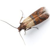 Indian Meal  Moth