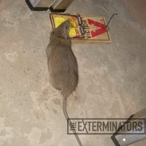 large-rat-in-rat-trap