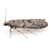 Mediterranean flour moth