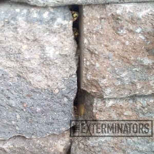 wasp nest in walls