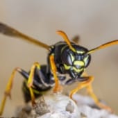 wasp removal