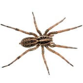 wolf spider