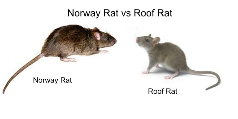 norway rat exterminator Toronto