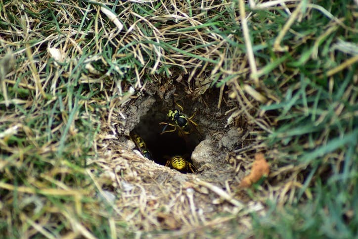 Do Wasps Make Nests in the Ground?