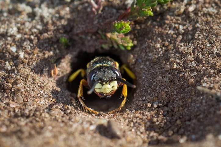 How Do You Get Rid of Ground Wasps?