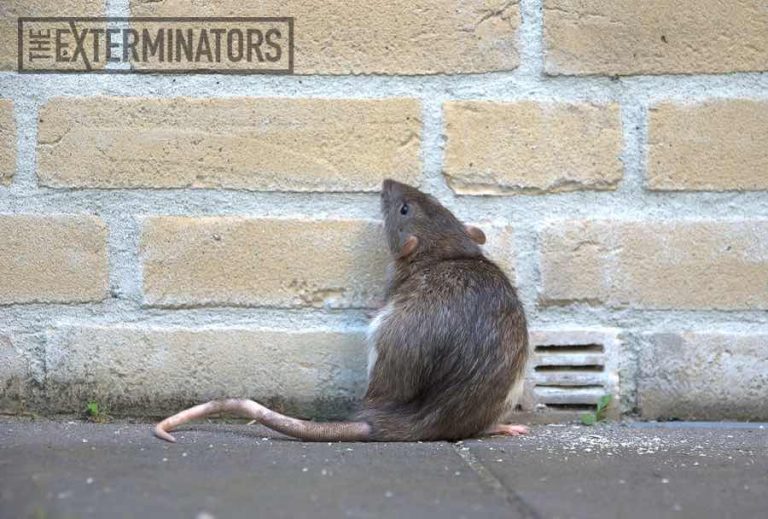 rat removal toronto