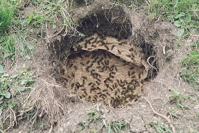 Wasp Nests in the Ground