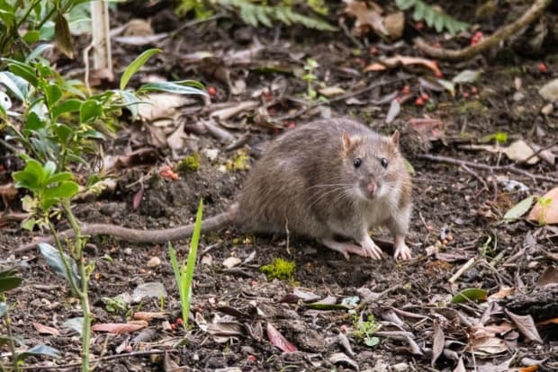 rats nests in the gardens