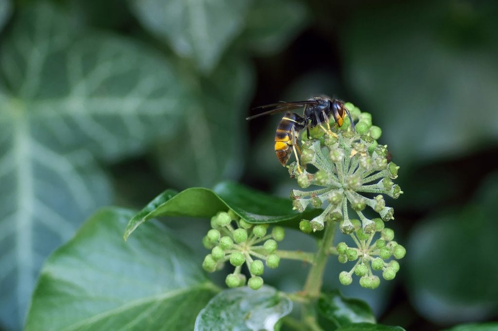 How to detect the deadly Asian hornet