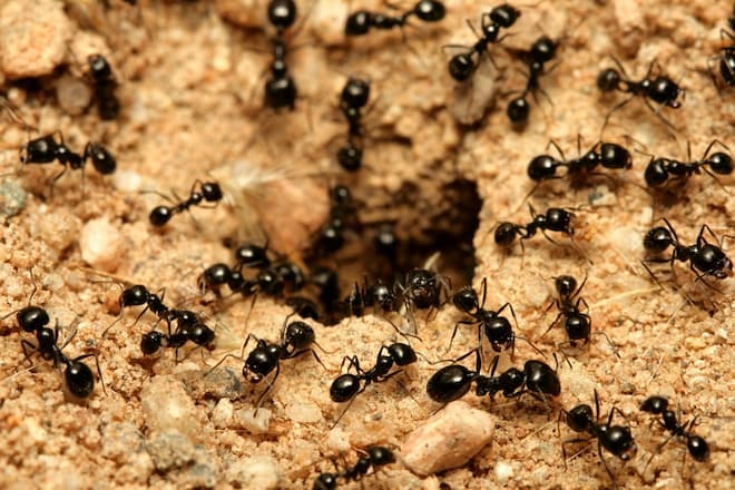 the importance of checking tree around your home during a carpenter ant infestation