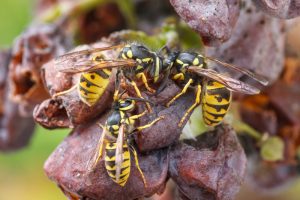 Common Wasp Types in Toronto