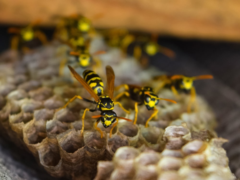 Common Wasp Types in Toronto