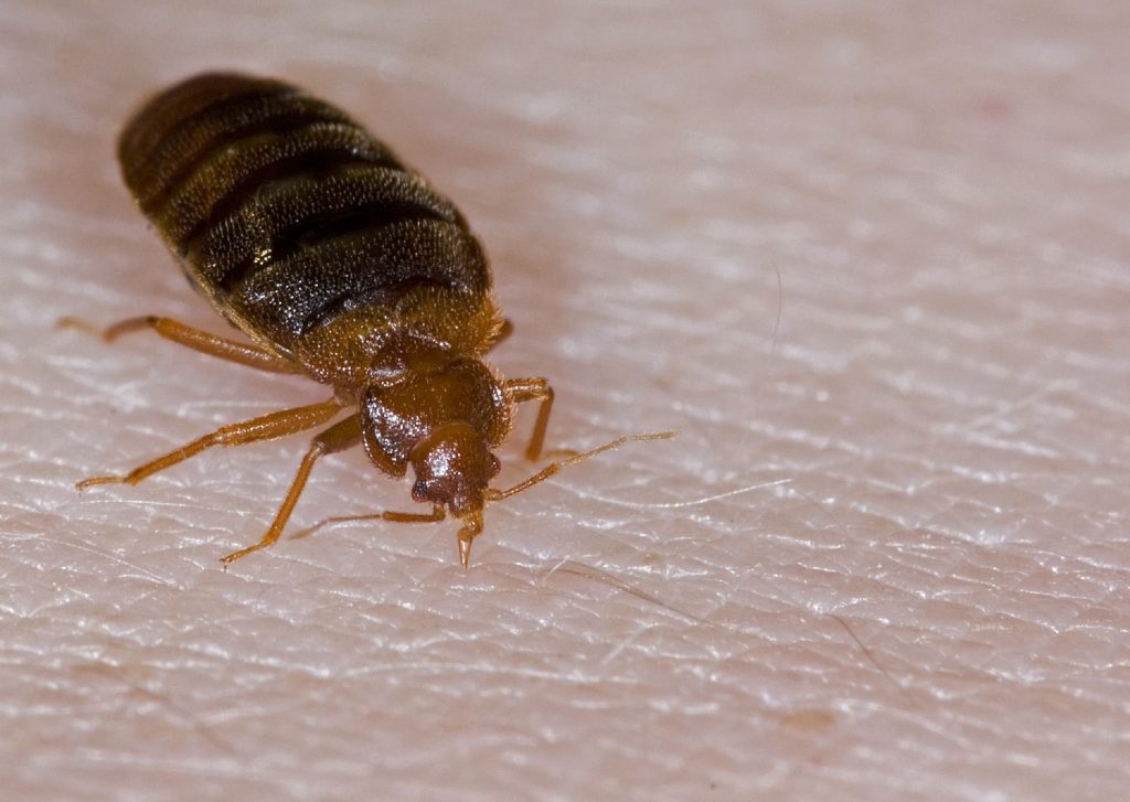 What Are the Signs of Bed Bug Bites?