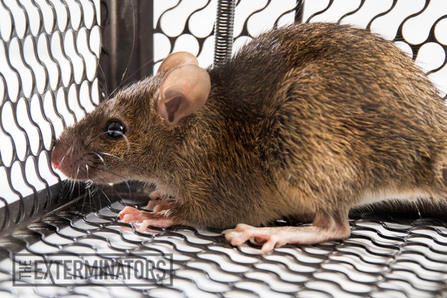 Are Rats Smart Enough To Avoid Traps ?