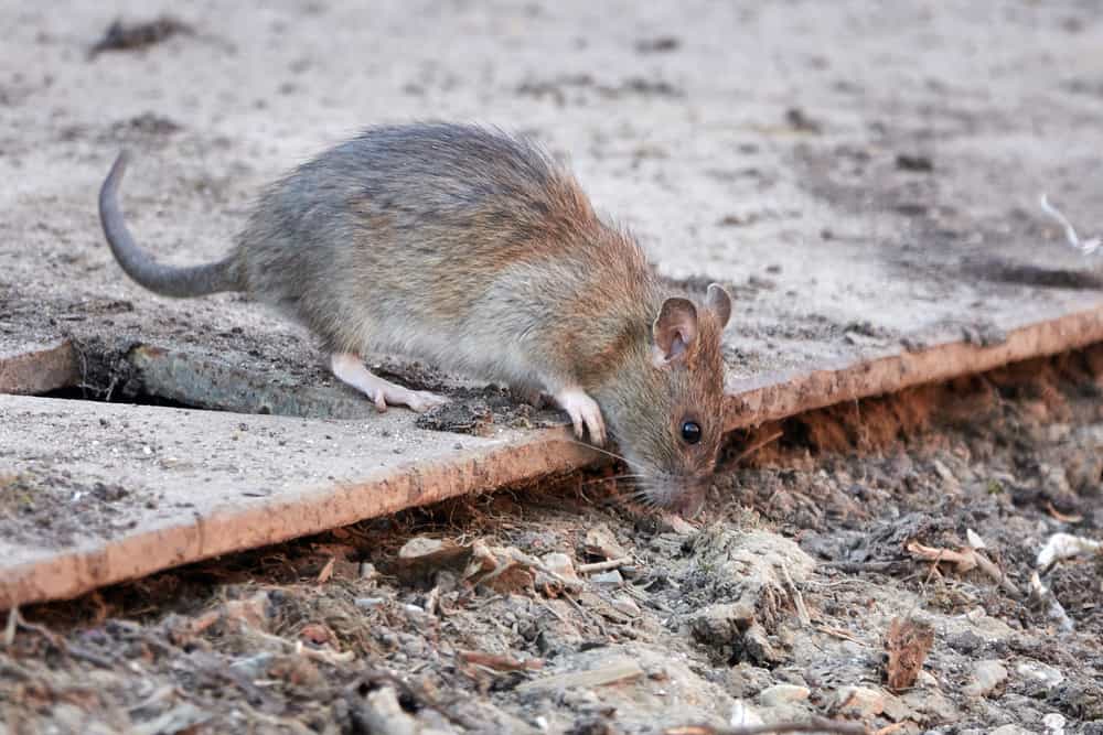 Do I Need To Notify Authorities When I find A Rat In My Restaurant?