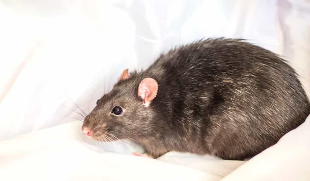 Do Pets Keep Rats Away?