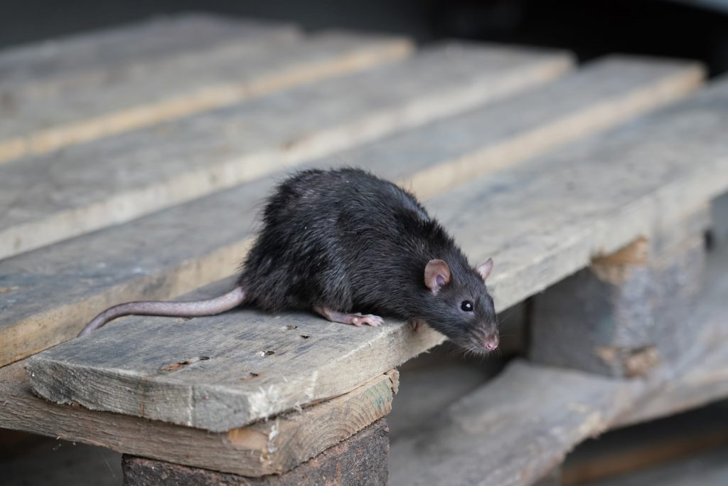 How Long Does it Take for Rats to Die After an Exterminator Comes by?