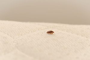 Can Bed Bugs Bite Through Clothes