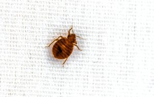 Does Lysol Kill Bed Bugs