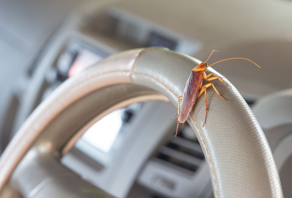 How to Get Rid of Cockroaches in the Car