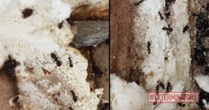 Case Study Carpenter Ant Colony in Roof in The Beaches