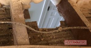 Case Study: Carpenter Ants Build Nest in Wychwood Attic