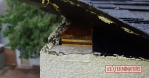 Case Study Interior Carpenter Ant Extermination in East York