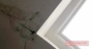 Case Study Severe Carpenter Ant Problem in North York