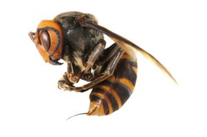 Difference between wasp and hornet