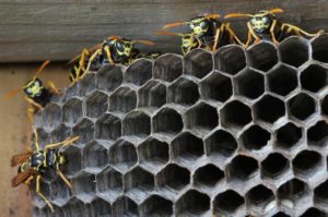 I have a wasps nest in my wall cavity Call The Exterminators