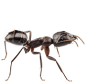 carpenter ant treatment newmarket